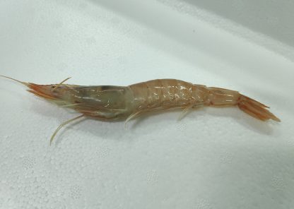 Gamba Blanca de Huelva 60/70 piezas/kg - Imagen 3
